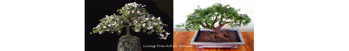 Living Tree Art for Bonsai 